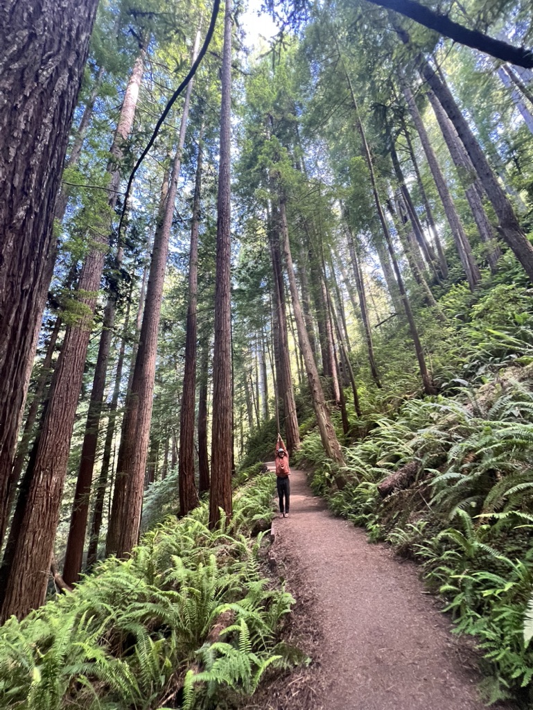 Photo of me pretending to be a tree in Redwood National Park 